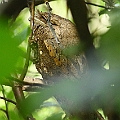 Papuan Frogmouth (female) in Centenary Lakes (Hibiscus tiliaceus)　パプアガマグチヨタカ<br />Canon EOS 6D + EF300 F2.8L III + EF2.0xII